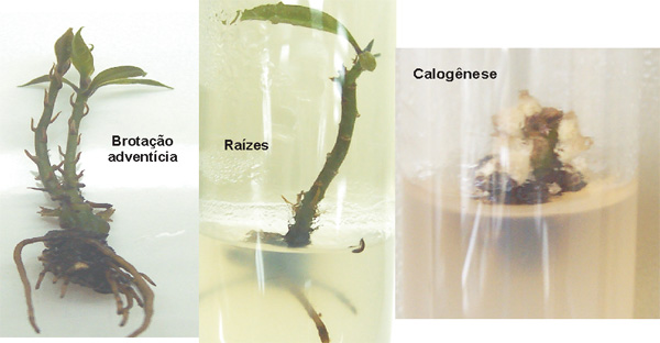 f4
